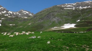 08 blonde d'aquitaine cows and spring meadows pyrenees walking holidays