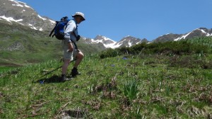 09 wild flowers pyrenees walking holidays