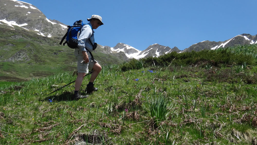 Finally Winter Wimps Out >> Spring flowers and the high Estive, Pyrenees Discovery ... Finally Winter Wimps Out >> Spring flowers and the high Estive, Pyrenees Discovery ...