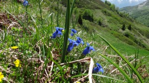 11 trumpet gentians pyrenees walking holidays