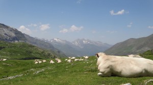 Cows in teh high Estive, Pyrenees national park, Troumouse Cirque