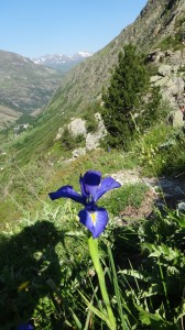 Pyrenees flag Iris
