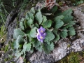 61 Ramondia flower, endemic to the Pyrenees