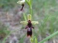 Day 2. Ladies Slipper Orchid Pyrenees walking holiday Spain