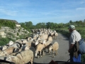 Day 3. Sheep and ancient farming Spanish Pyrenees walk