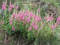 Day 7. Flowers in the Spanish Pyrenees guided walking vacation