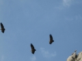 Day 7. Vultures in the Spanish Pyrenees guided trek