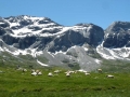 002-cattle-relaxing-in-cirque-de-troumouse