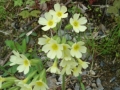 003-early-spring-flowers