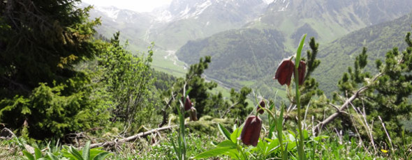 Spring flowers and the high Estive, Pyrenees Discovery level walking holiday.