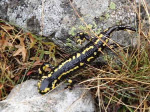 Salamander on our trip into the Pyrenees, Neouvielle nature reserve and national park