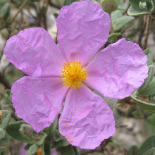 Cathar walking - cistus albidus