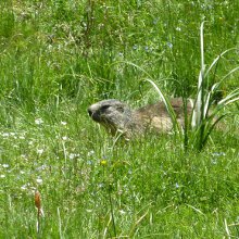 Marmot