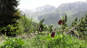 01 snakeshead fritillari pyrenees walking holidays