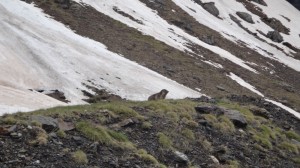 Marmot, Pyrenees walkign holidays