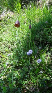 03 naked globe flowers and fritillary pyrenees walking holidays