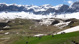 Brebis sheep grazing, Pyrenees national park.