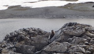 Marmot