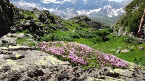 moss campion