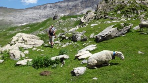 AOC Bareges Gavarnie Brebis sheep 